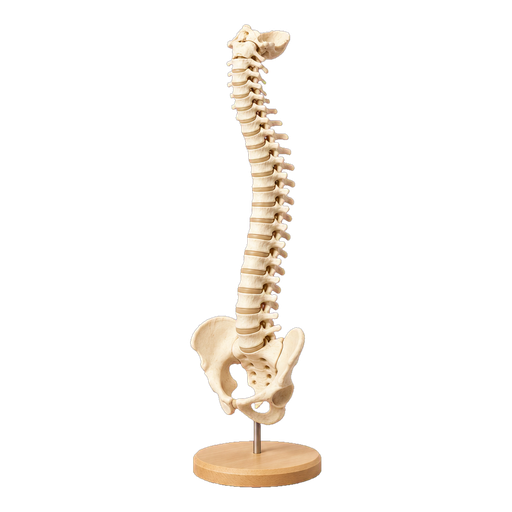 Anatomisches Wirbelsäulenmodell auf hellem Holzsockel, freigestellt